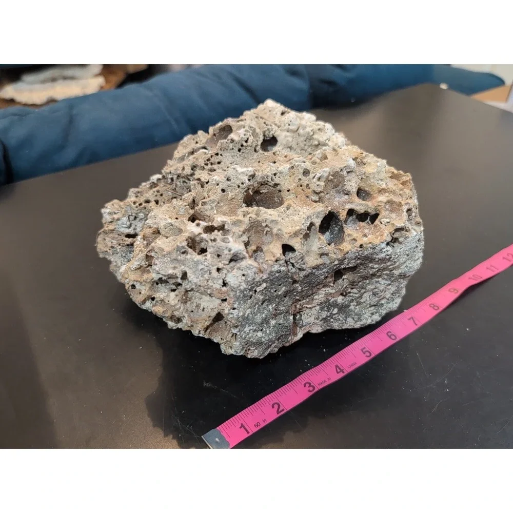 Coral Reef Cluster Specimen - 8